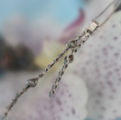 12102983/�v���`�i�_�C���l�b�N���X�@���{�R